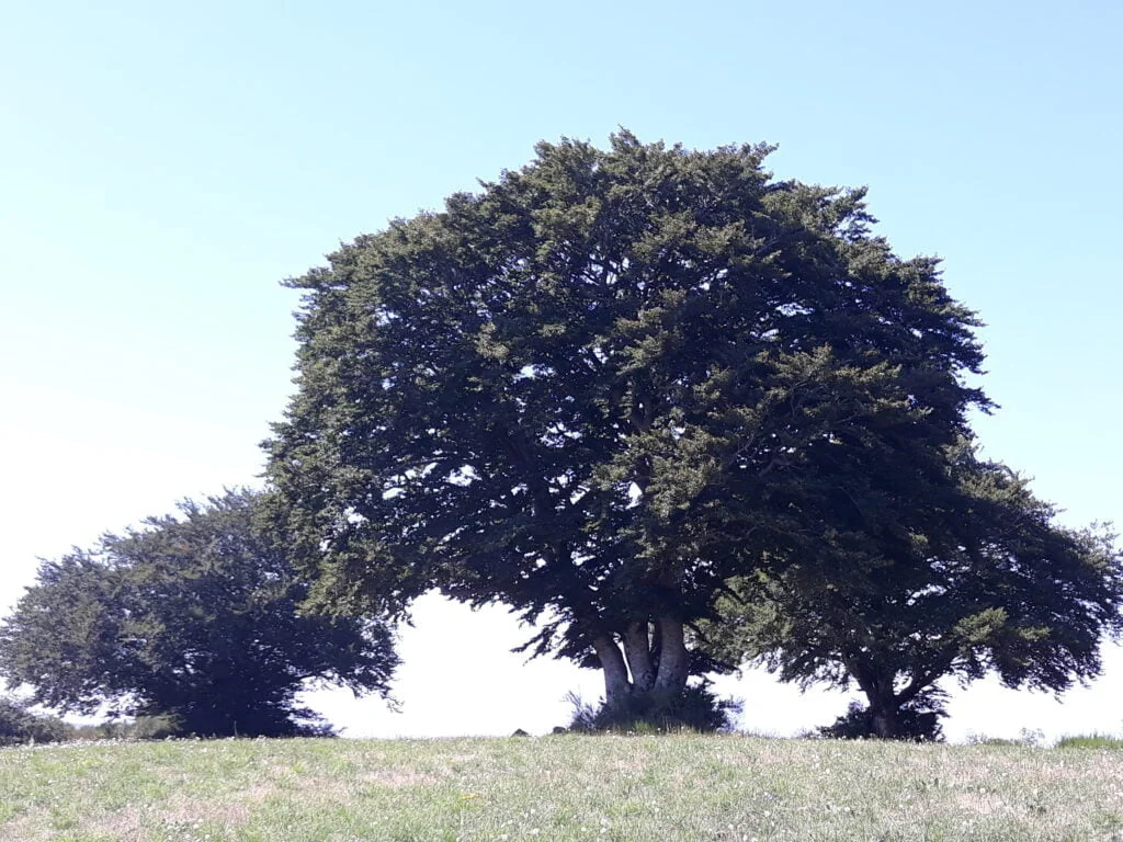 Géobiologie appliquée aux Végétaux :  Réseau Sacré