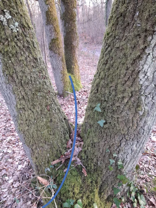 Géobiologie appliquée aux Végétaux :  Veine d'Eau en courbe entre 2 arbres en Y